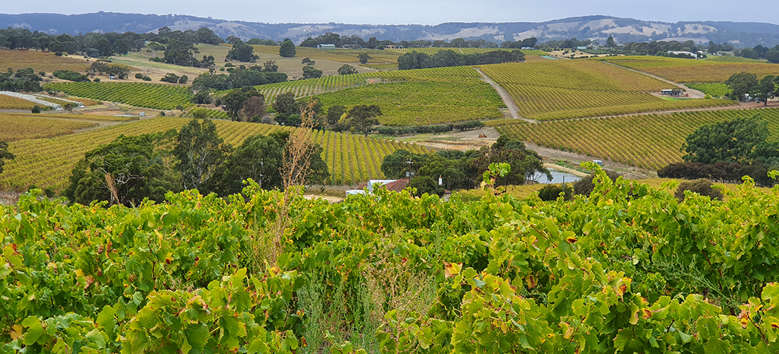 Five Geese vineyard